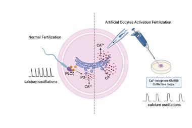 Comparison between physiological oocytes and artificial oocytes activation with calcium oscillations. 