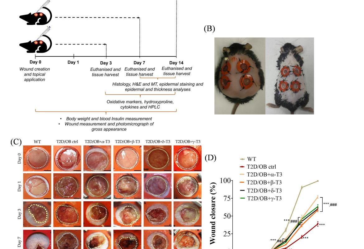 T3 isomers enhanced wound closure in T2D/OB wounds. (A) Treatment workflow. Representative images of the excisional wound made on mice (B), images of gross appearance after wounding (C) and percentage of wound closure rate (n = 12). Data were expressed as mean ± SEM (n = 6); *p < 0.05, **p < 0.01 and ***p < 0.001 vs WT group; #p < 0.05, ##p < 0.01, ###p < 0.001 vs T2D/OB control (ctrl) group.