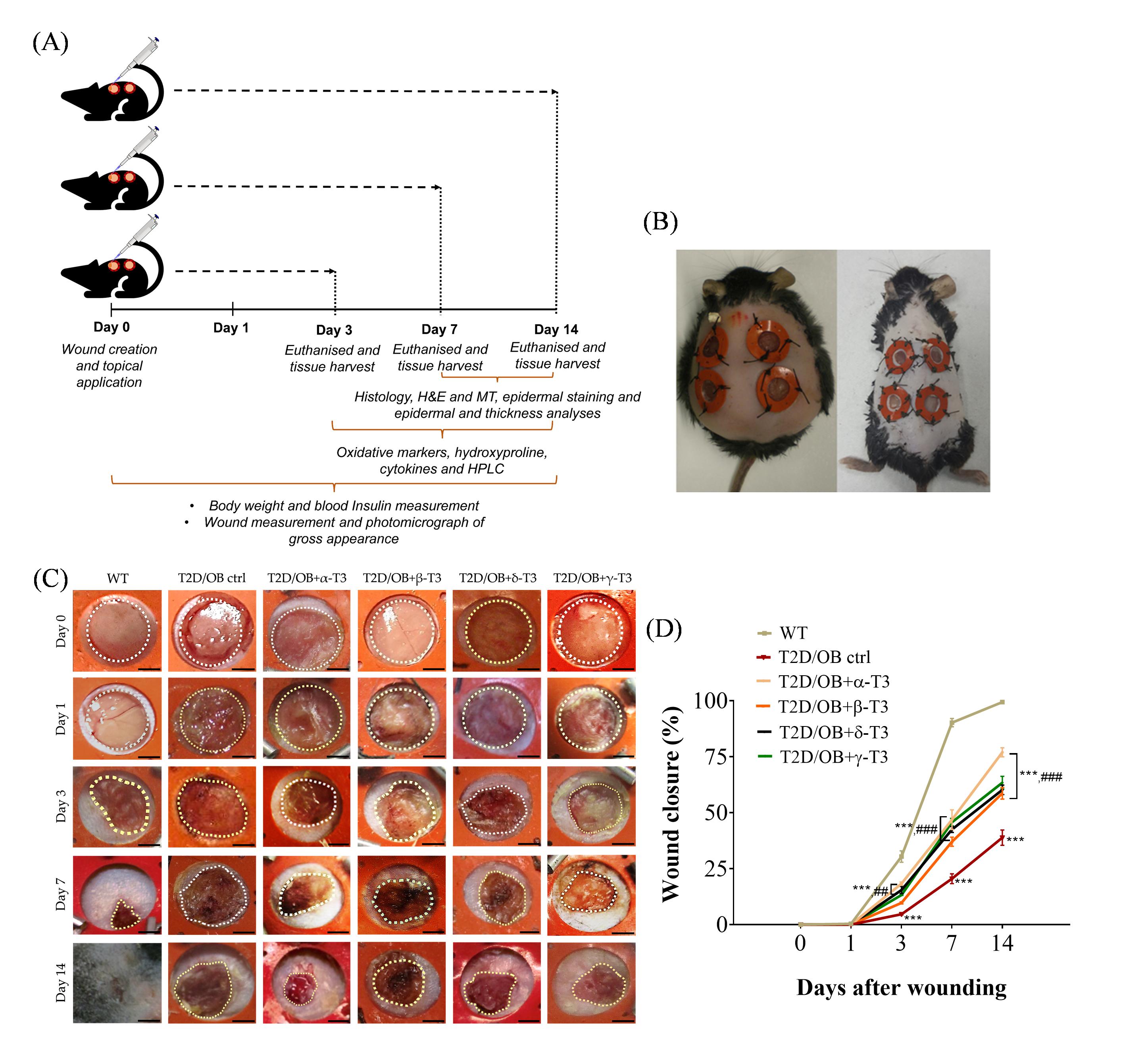 T3 isomers enhanced wound closure in T2D/OB wounds. (A) Treatment workflow. Representative images of the excisional wound made on mice (B), images of gross appearance after wounding (C) and percentage of wound closure rate (n = 12). Data were expressed as mean ± SEM (n = 6); *p < 0.05, **p < 0.01 and ***p < 0.001 vs WT group; #p < 0.05, ##p < 0.01, ###p < 0.001 vs T2D/OB control (ctrl) group.